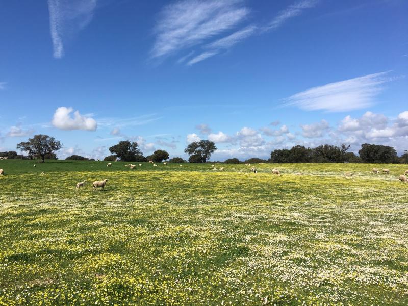 Nuestros Campos en Flor