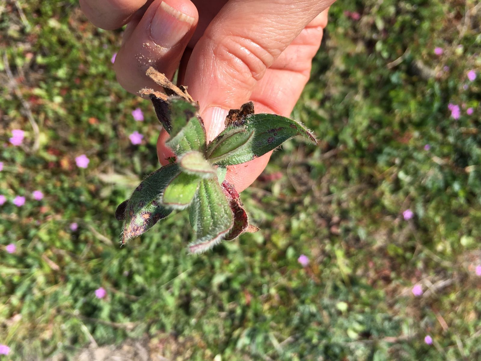 Temporada de Criadillas en la Comarca