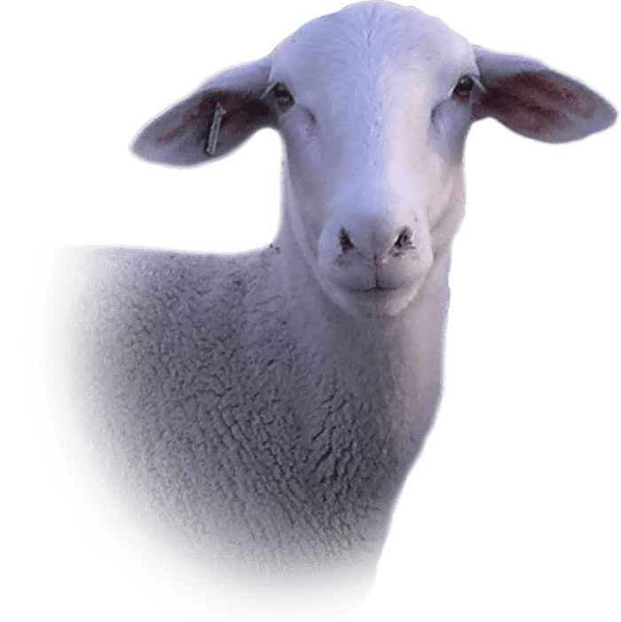 Foto cercana de una de las ovejas de Quesos Rosario Castaño